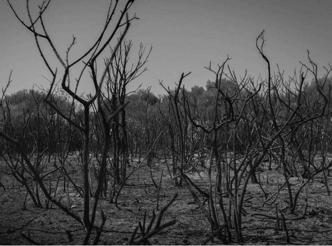 burnt forest (1)